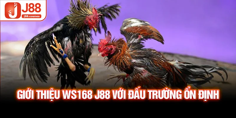 Giới thiệu WS168 J88 với đấu trường ổn định