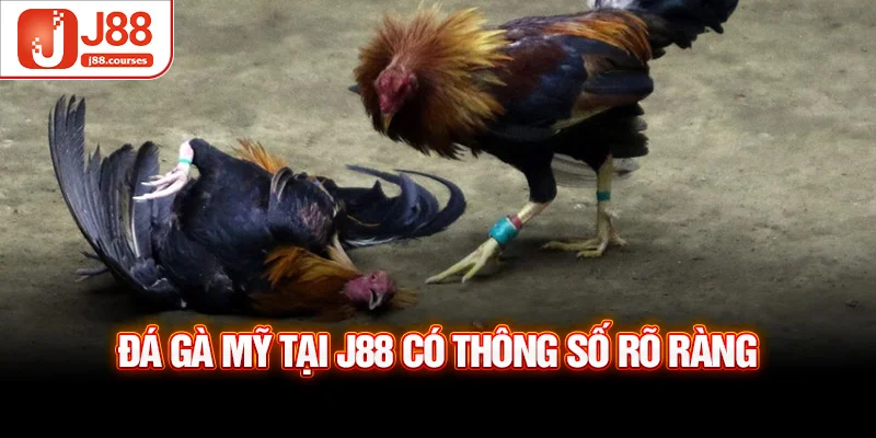Đá gà mỹ tại J88 có thông số rõ ràng