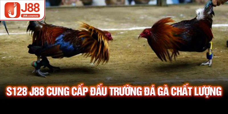 S128 J88 cung cấp đấu trường đá gà chất lượng