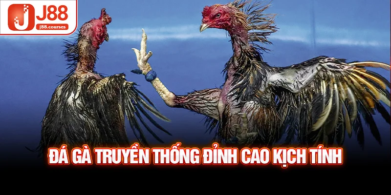 Đá gà truyền thống đỉnh cao kịch tính