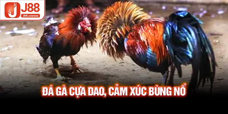 Đá gà cựa dao, cảm xúc bùng nổ
